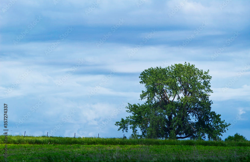 Fototapeta premium tree in the field