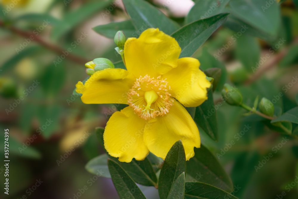Gelb blühendes Johanniskraut (Hypericum calycinum), Blüten und Blätter in einer Nahaufnahme Gelb blühendes Johanniskraut (Hypericum calycinum), Blüten und Blätter in einer Nahaufnahme