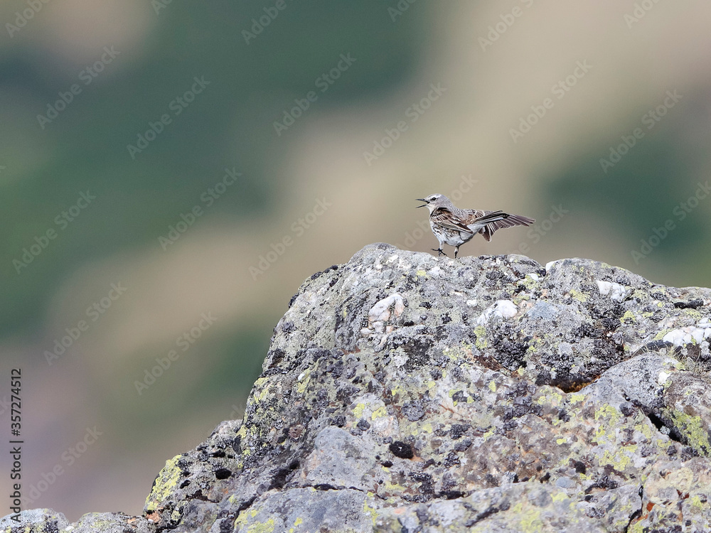 Close-up photo of Water Pipit jumping on the rock. Anthus spinoletta. Close-up photo of Water Pipit jumping on the rock. Anthus spinoletta.