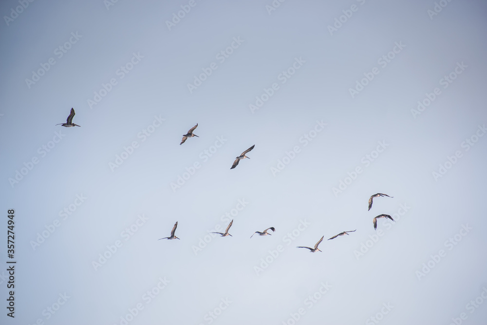 Seagulls in flight with blue skies on sunny day Seagulls in flight with blue skies on sunny day