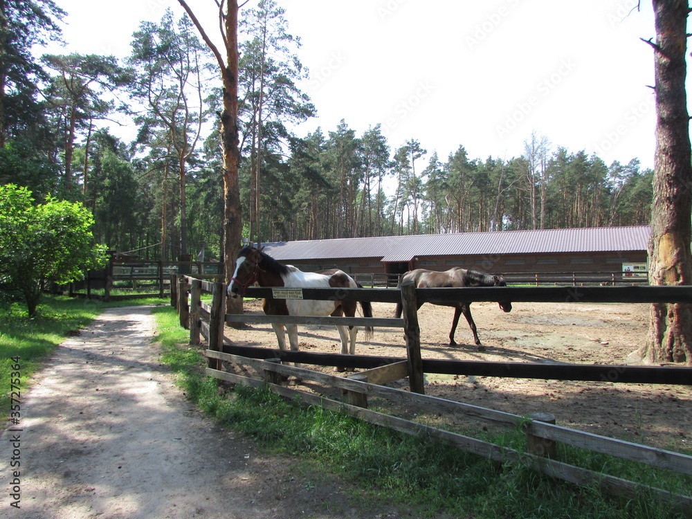 Horses in the paddock Horses in the paddock