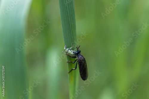 The violet robber fly eats its prey. Dioctria atricapilla, is a species of robber fly in the subfamily Dasypogoninae. photo