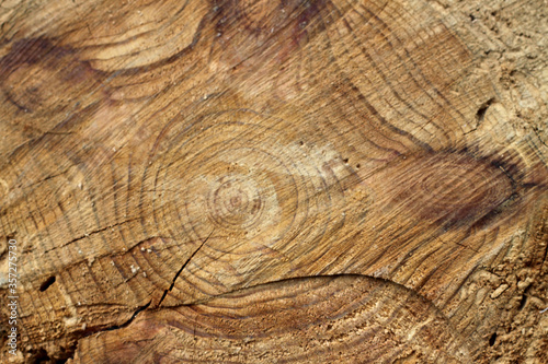texture, wood, tree, background, nature, ring, annual, timber, natural, forest, cut, pattern, wooden, rough, slice, shape, trunk, plant, circle, section, textured, history, life, concentric, organic, 
