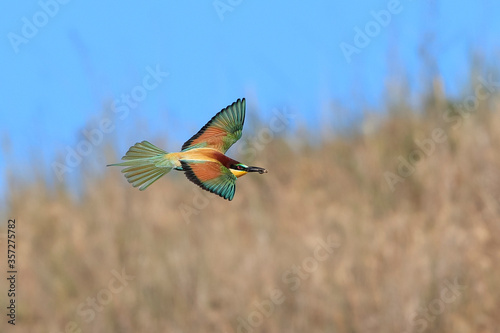 Action photo. Bee-eater flying in a dynamic pose. Flying jewel. European Bee-eater, Merops apiaster