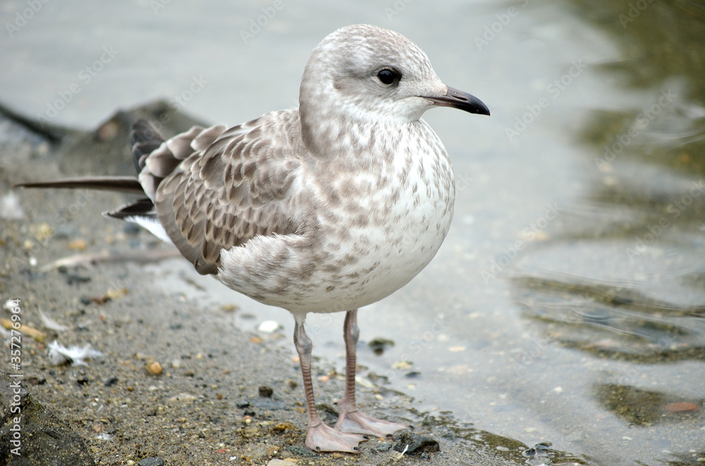 small seagull standing beside pond shore in summer small seagull standing beside pond shore in summer