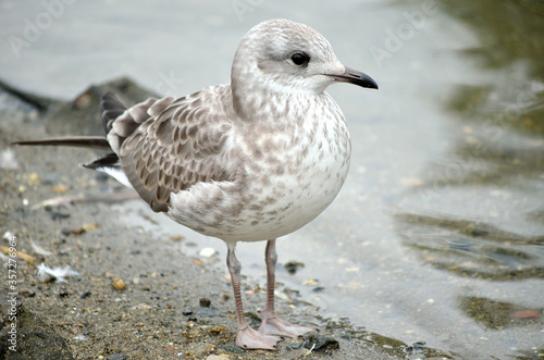 small seagull standing beside pond shore in summer