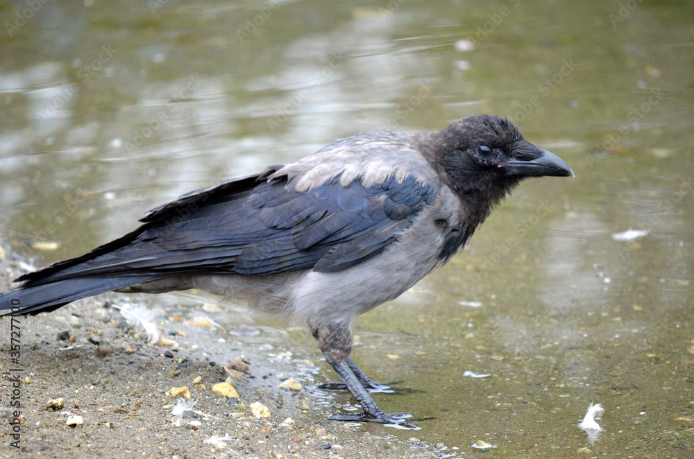 Fototapeta premium crow on pond shore