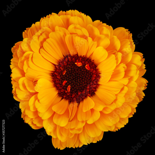 Orange flower of calendula  isolated on black background