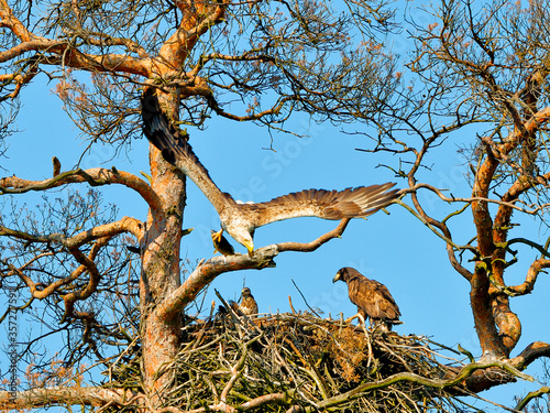 A mighty eagle the feeds the youngsters on the nest caught by the fish. Close-up dynamic photo of White-tailed Eagle, Haliaeetus albicilla.