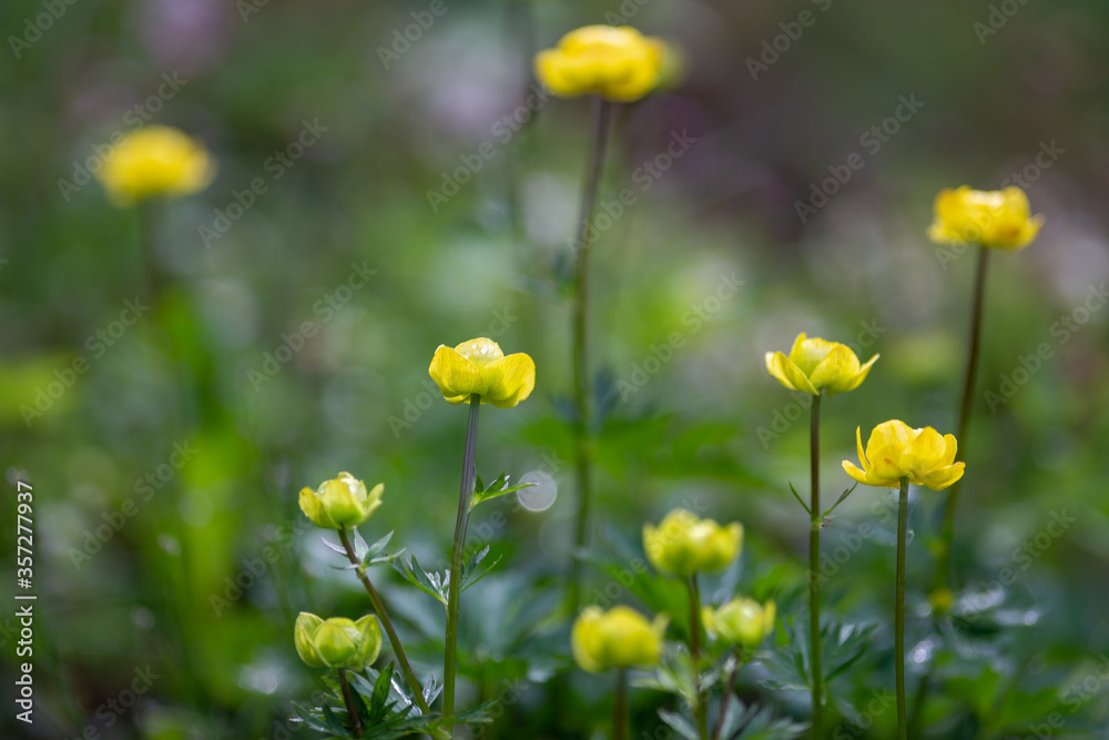 The globeflower, latin name Trollius europaeus. Yellow flowers, using shallow depth of field.