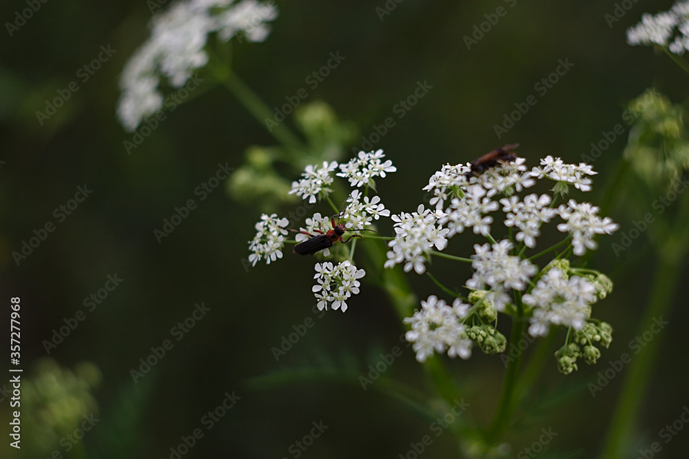 insects on a white inflorescence insects on a white inflorescence