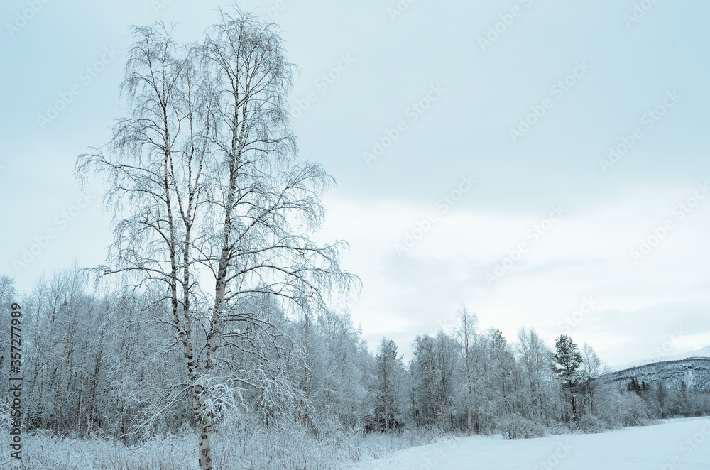 prestine snowy white forest landscape after hoarfrost prestine snowy white forest landscape after hoarfrost
