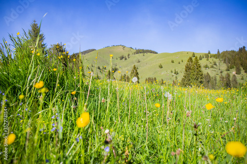 Bavarian .Rest in Germany.Meadow with spring yellow flowers.Summer vacation.