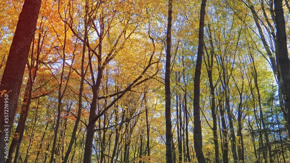 Beautiful forest in park Beautiful forest in park