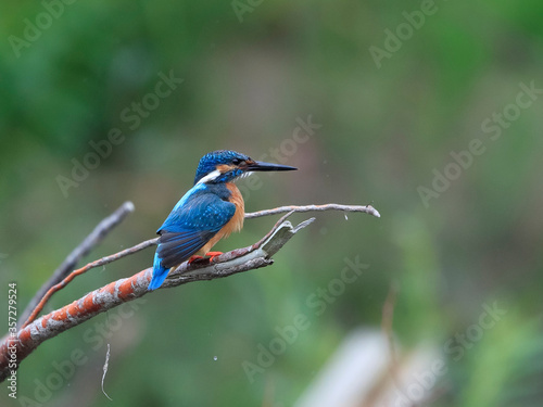 Close-up portrait of kingfisher lurking on a twig, against a background of a green bushes. Flying jewel Common kingfisher, Alcedo atthis 