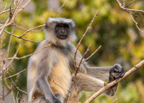 Hanuman langur on a tree