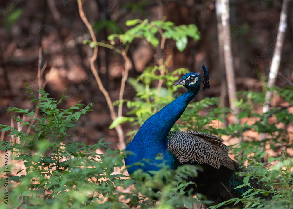 Obraz premium Peacock in jungle