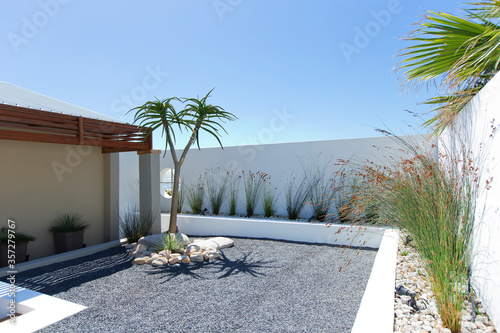 Palm tree in rock garden