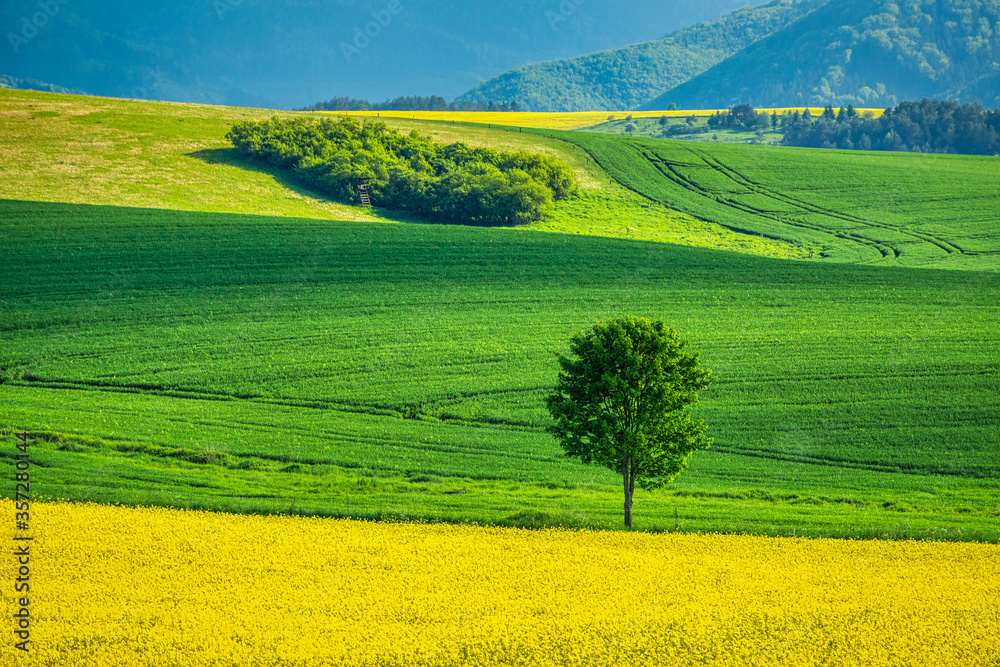 Spring rural landscape with rapeseed fields and with lonely tree at grassy green meadow. Rajec valley in Slovakia, Europe.