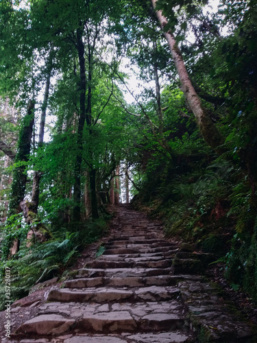 Stair path surrounded by forests