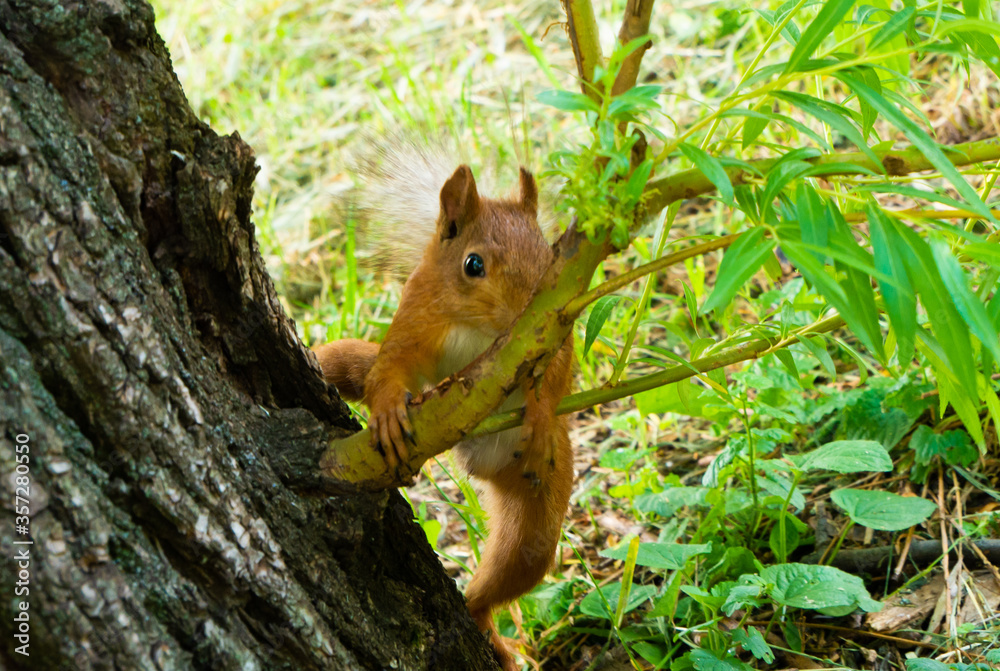 Funny red squirell holding on to a branch on the wide old willow in the central park Funny red squirell holding on to a branch on the wide old willow in the central park