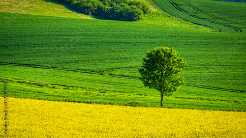 Fototapeta Naklejka Na Ścianę i Meble -  Spring rural landscape with rapeseed fields and with lonely tree at grassy green meadow. Rajec valley in Slovakia, Europe.