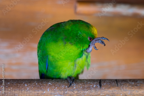 New Zealand yellow-crowned parakeet (Cyanoramphus auriceps). One of New Zealand's endemic parrot species. photo