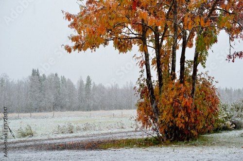 snowy field and colourful rowan tree in late autumn in arctic circle