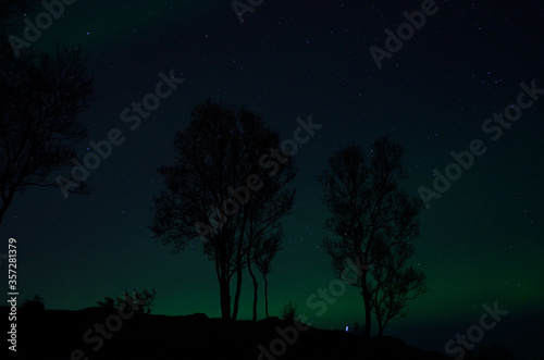 aurora borealis on night sky and tree silouette