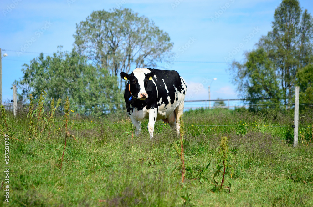 black and white cow on summer pasture black and white cow on summer pasture