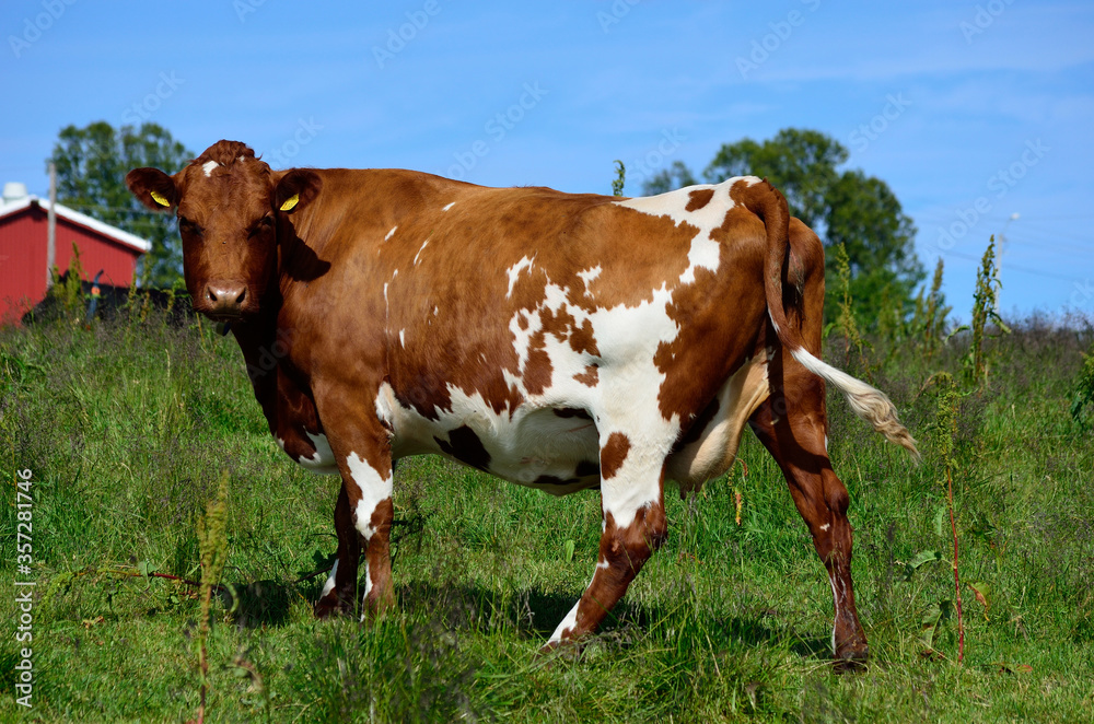 brown cow standing on summer meadow brown cow standing on summer meadow