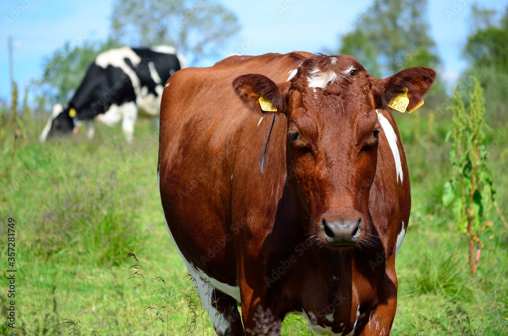 cow and cows on green summer pasture