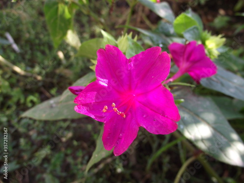 pink flower in the garden