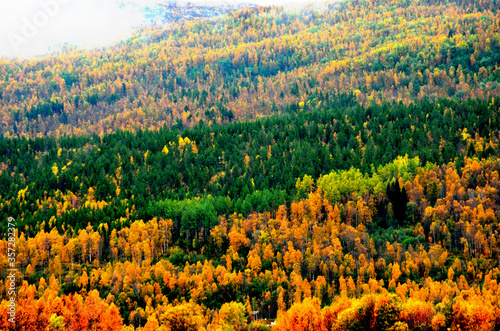 deep colourful forest with many colours in autumn