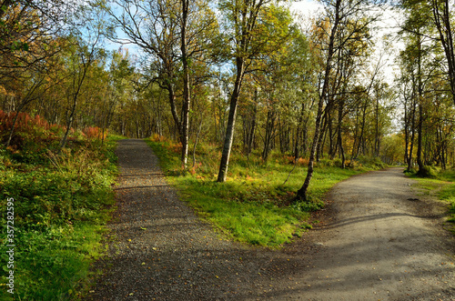 colourful autumn forest and hiking trail in nature