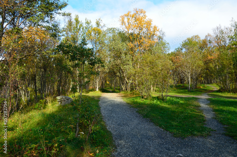colourful autumn forest and hiking trail in nature colourful autumn forest and hiking trail in nature