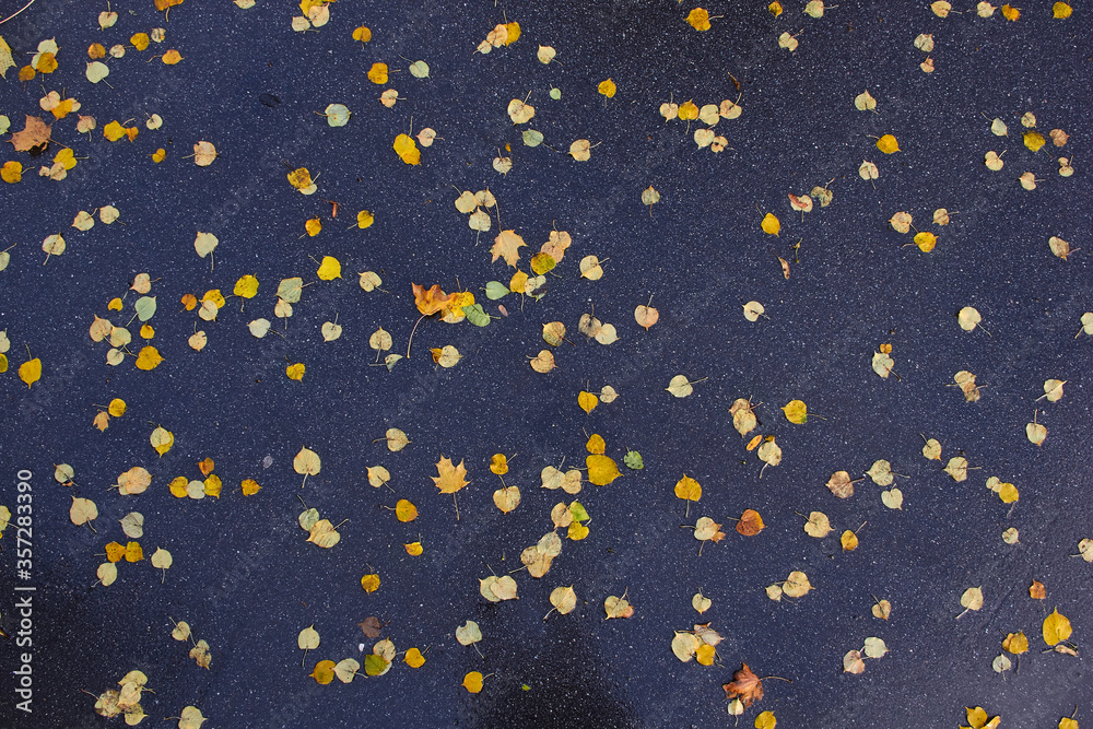 yellow leaves on wet asphalt top view