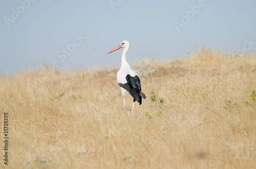 Black Stork