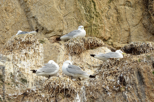 black-legged kittiwake birds on nesting cliffside in summer, sto vesteraalen photo