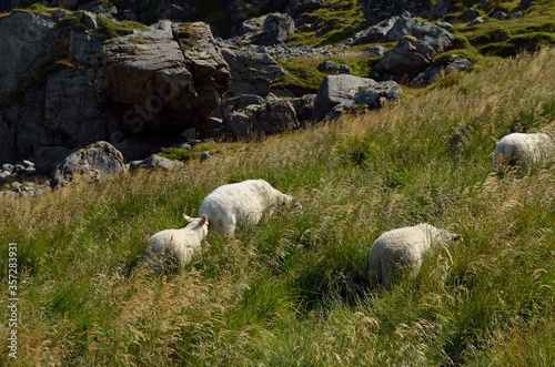 beautiful sheep grazing near blue summer ocean