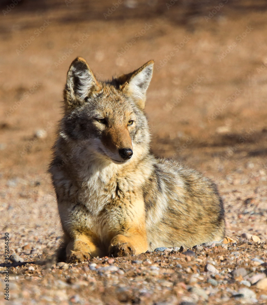 coyote laying down