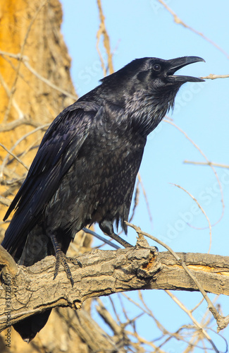 raven on a branch