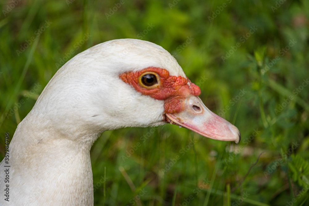 portrait of a goose