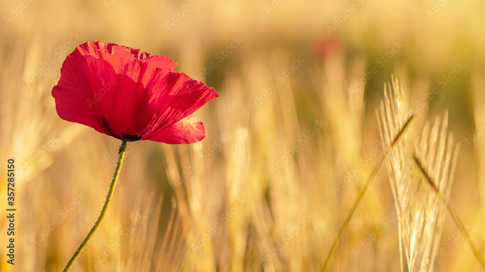 Beautiful landscape from golden field of Barley with Red Poppies (Papaver) in the warm light of the rising sun, panoramic Background with space for text Beautiful landscape from golden field of Barley with Red Poppies (Papaver) in the warm light of the rising sun, panoramic Background with space for text
