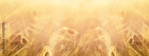Beautiful landscape from golden field of Barley in the warm light of the rising sun, panoramic Background with space for text