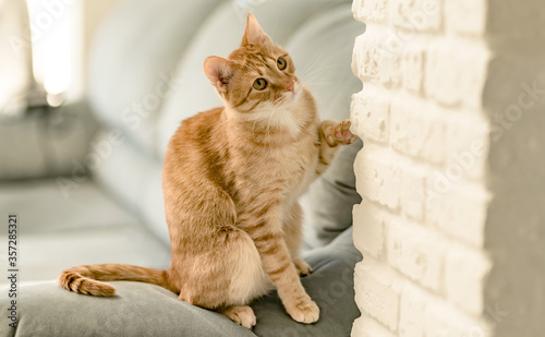 Closeyp portrait of a charming young domestic ginger tabby cat sitting at home on the couch and playfully looks at someone. The concept of love for domestic animals and comfort photo