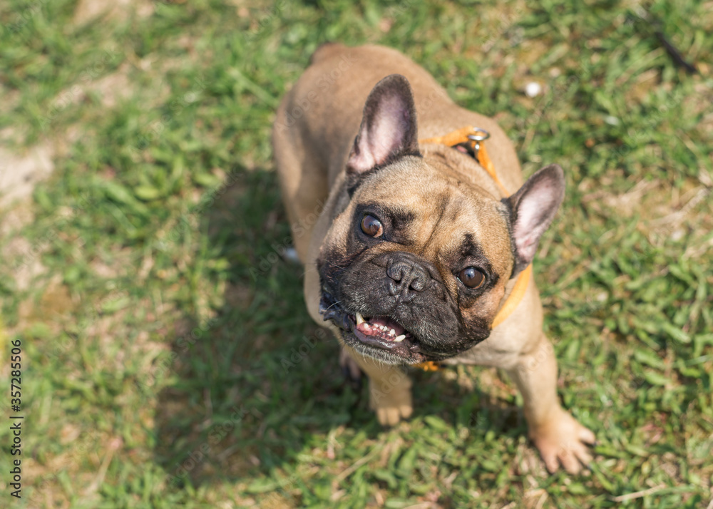 Pretty funny french bulldog outdoors on a sunny summer day. Positive emotions. The concept of favorite animals. Dog playing outdoors in the park