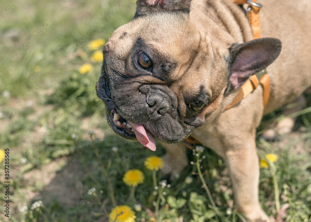 Pretty funny french bulldog outdoors on a sunny summer day. Positive emotions. The concept of favorite animals. Dog playing outdoors in the park. Closeup Pretty funny french bulldog outdoors on a sunny summer day. Positive emotions. The concept of favorite animals. Dog playing outdoors in the park. Closeup