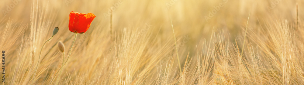 Fototapeta premium Beautiful landscape from golden field of Barley with Red Poppies (Papaver) in the warm light of the rising sun, panoramic Background with space for text