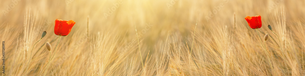 Beautiful landscape from golden field of Barley with Red Poppies (Papaver) in the warm light of the rising sun, panoramic Background with space for text Beautiful landscape from golden field of Barley with Red Poppies (Papaver) in the warm light of the rising sun, panoramic Background with space for text